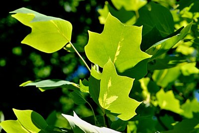 Liriodendron tulipifera 'Mediopictum' - liliovník tulipánokvětý - letní listy
